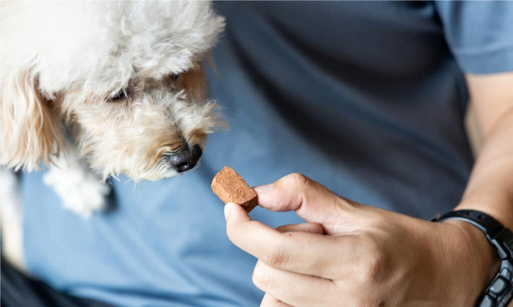 puppy deworming medicine