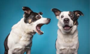 Can Dogs Lose Their Voice? Picture