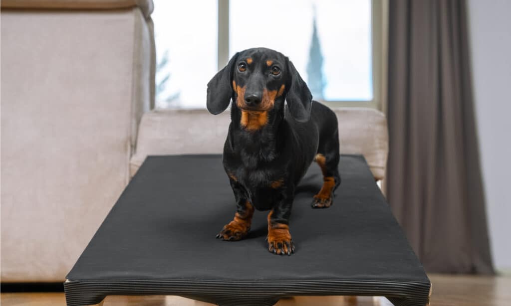 dog ramp for stairs