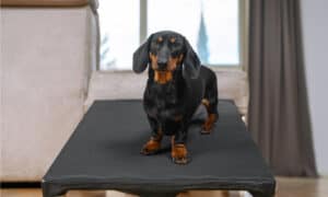 The Best Dog Ramp for Stairs Picture