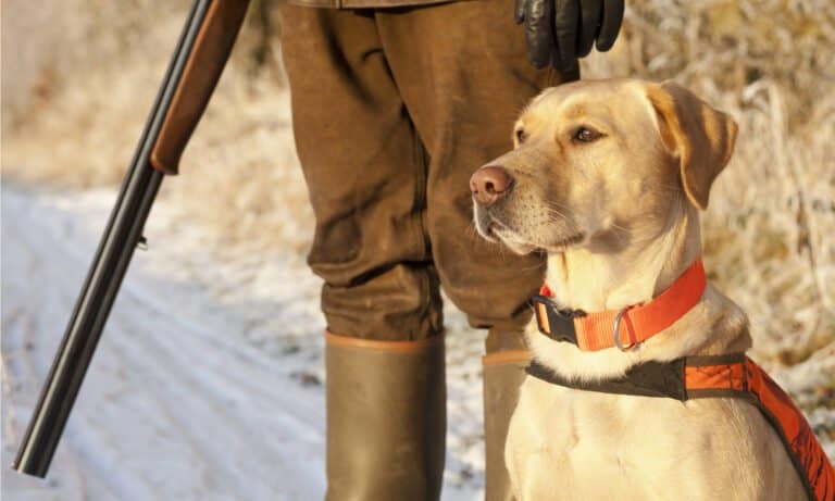 dog vests for hunting