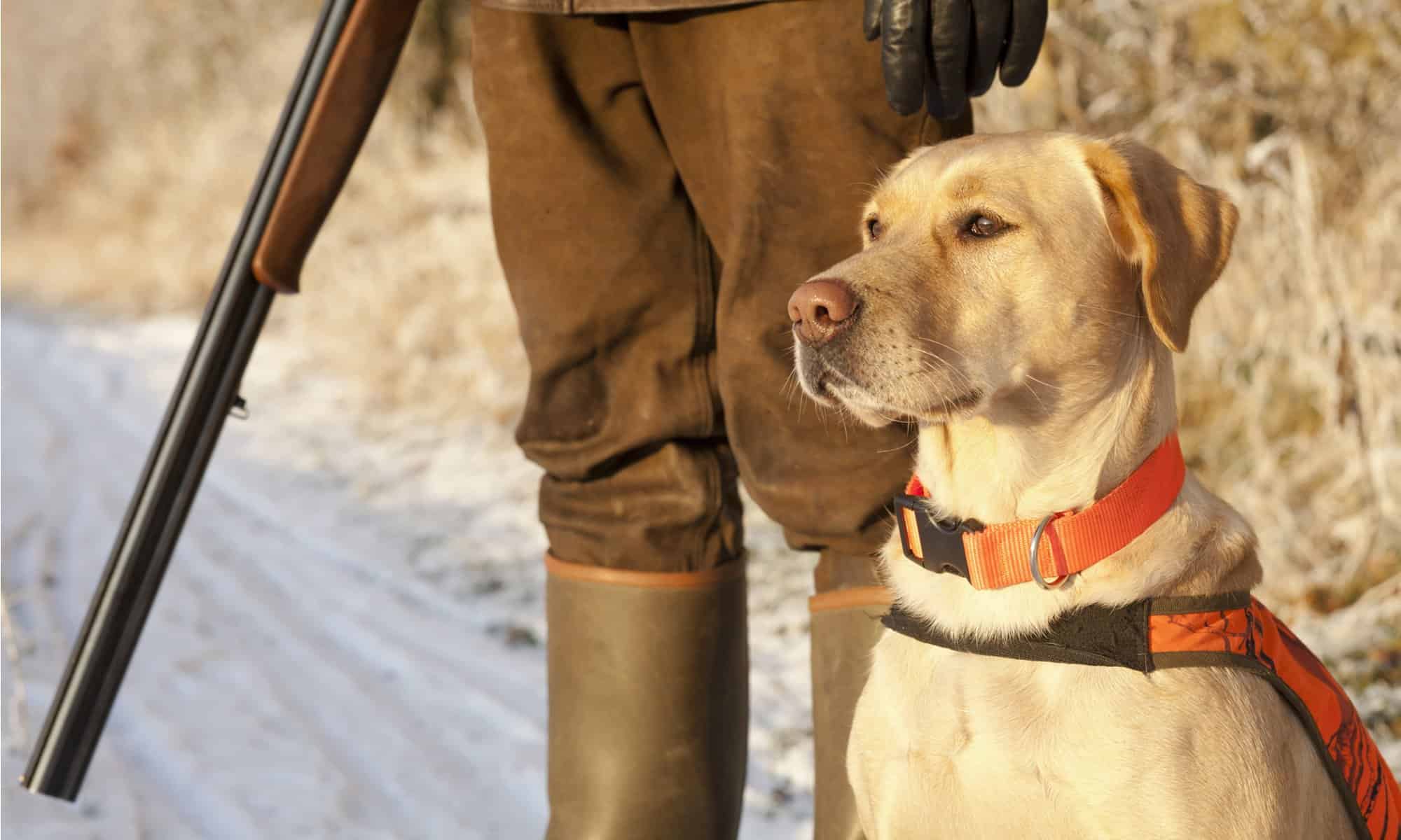 dog vests for hunting