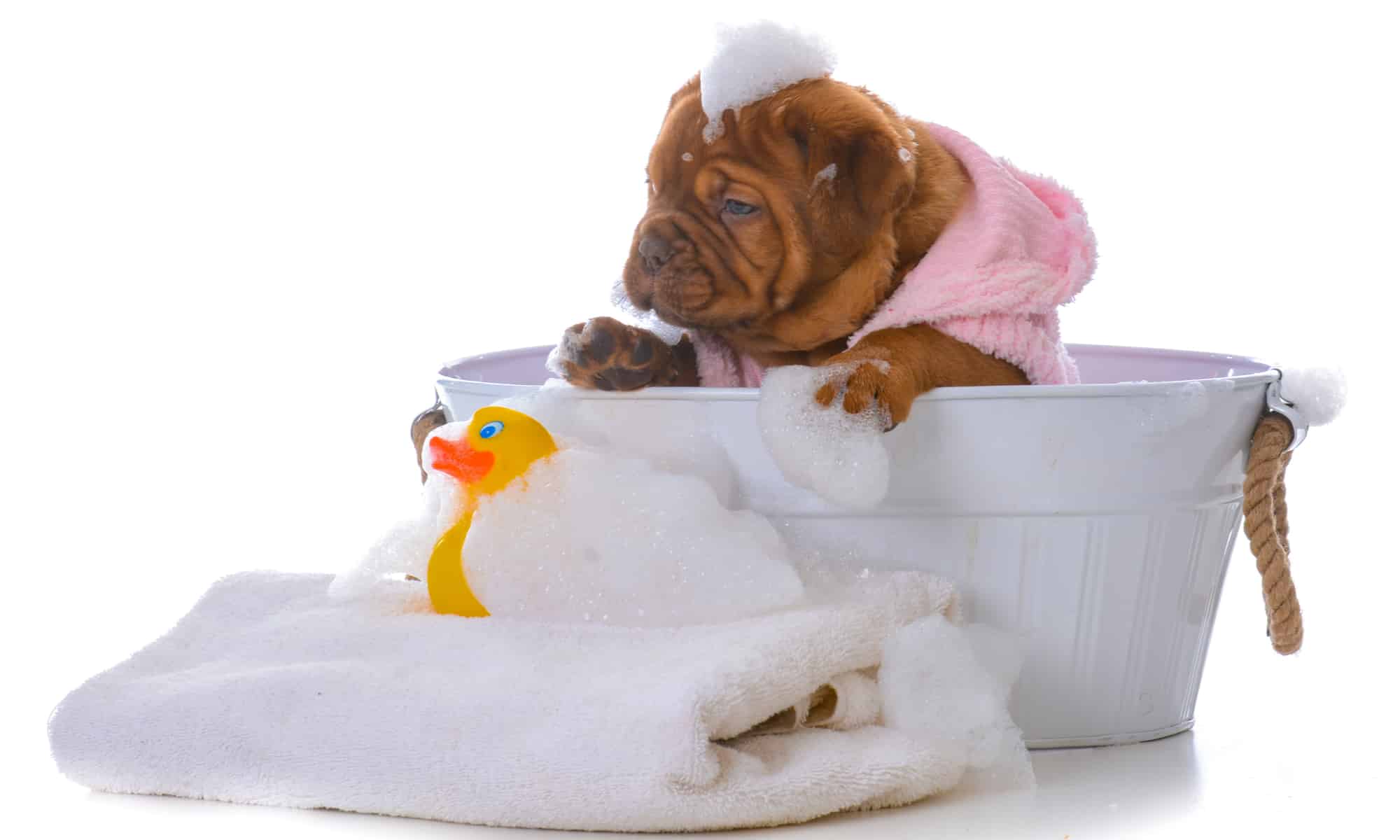 A dogue de bordeaux puppy getting a bath on white background