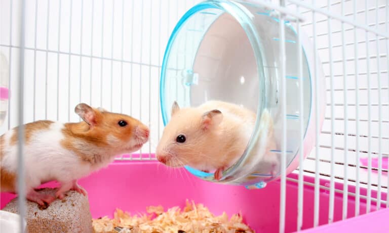 dwarf hamster cage