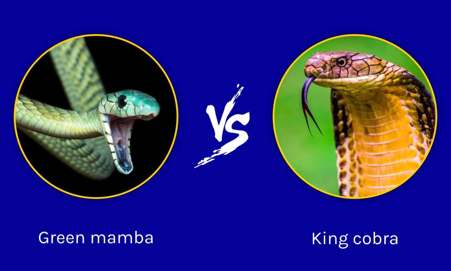 Green Mamba Vs King Cobra: What Are The Differences? - A-Z Animals