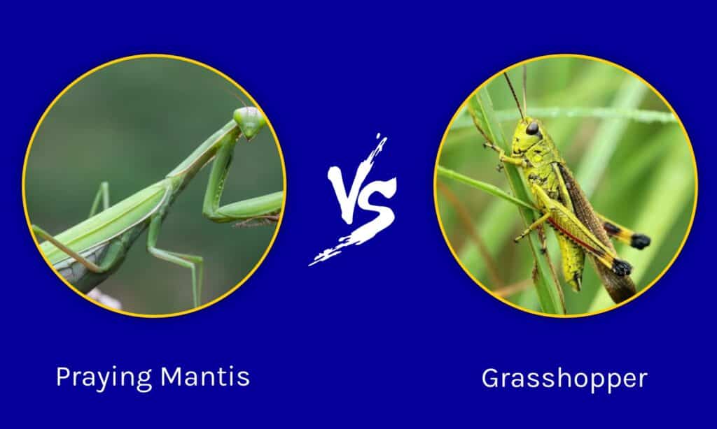 Praying Mantis vs Grasshopper