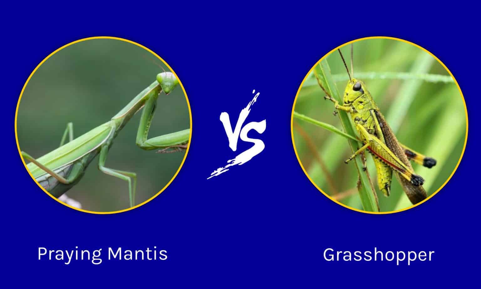 Praying Mantis Vs Grasshopper What Are 8 Key Differences A Z Animals