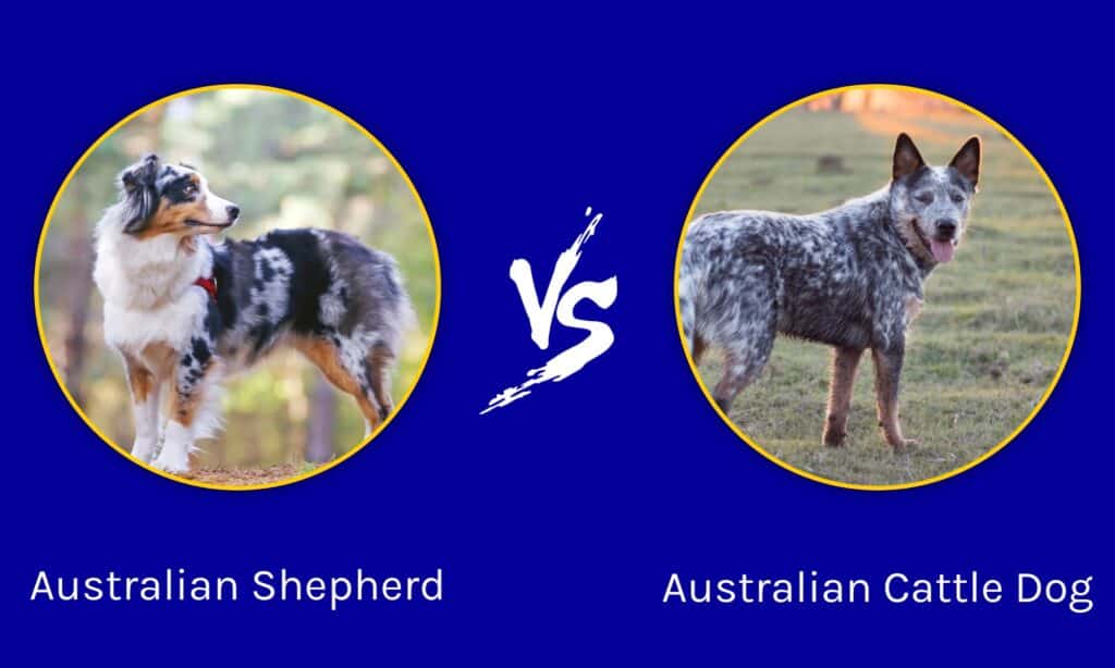 Australian Shepherd vs Australian Cattle Dog