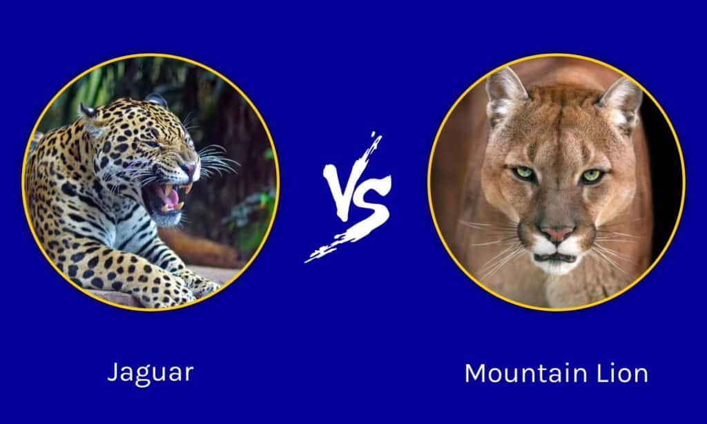 Jaguar vs Mountain Lion: Who Would in a - AZ Animals