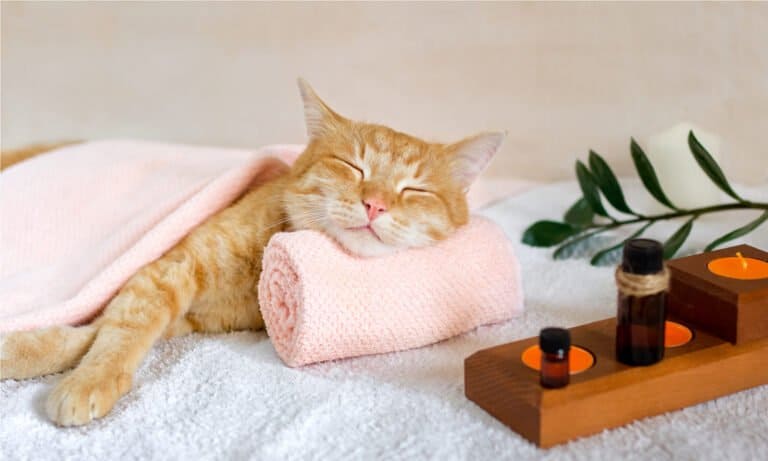 essential oils safe for cats