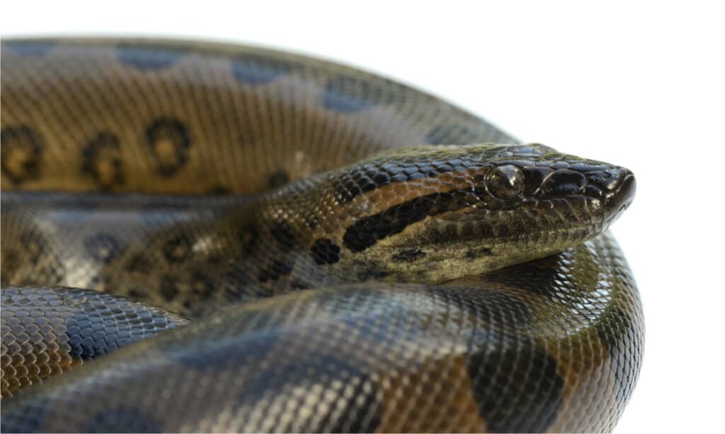 green anaconda closeup