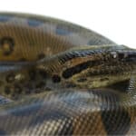 Green anacondas' eyes and nostrils are on top of their head.
