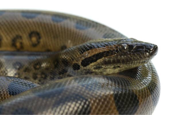 Green anacondas' eyes and nostrils are on top of their head.
