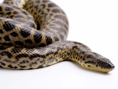 Yellow Anaconda Picture