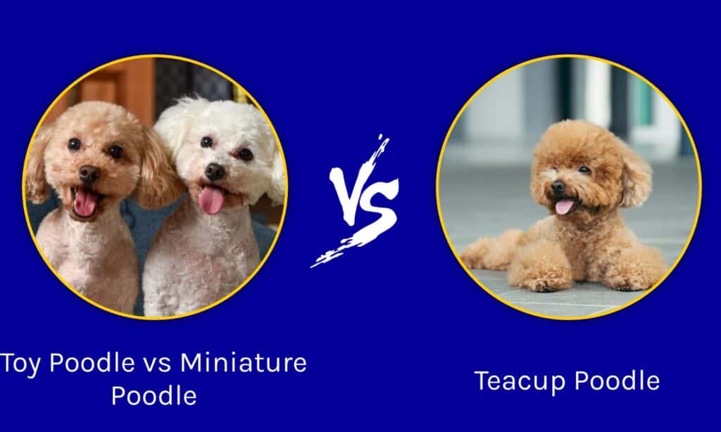 Toy Poodle vs Miniature Poodle vs Teacup Poodle - A-Z Animals