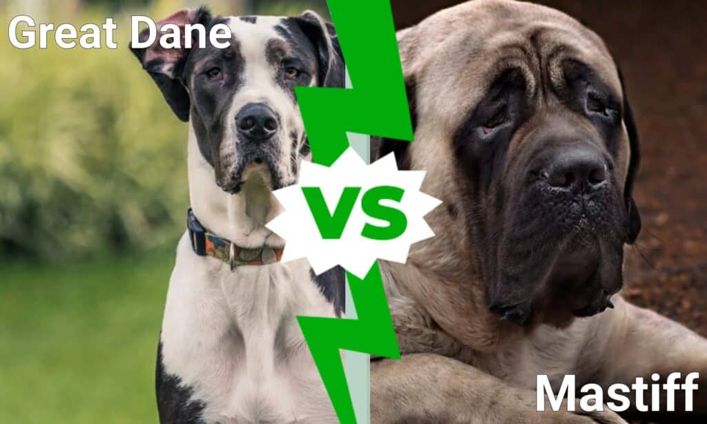 are grwat danes a mastiff