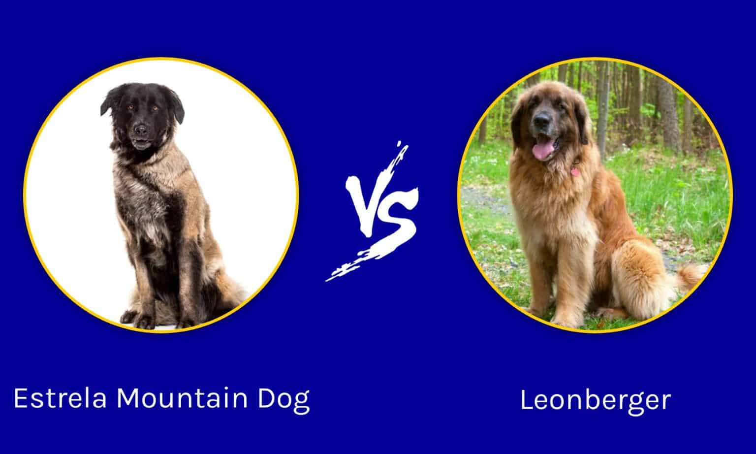 Estrela Mountain Dog vs Leonberger: What’s the difference? - Unianimal