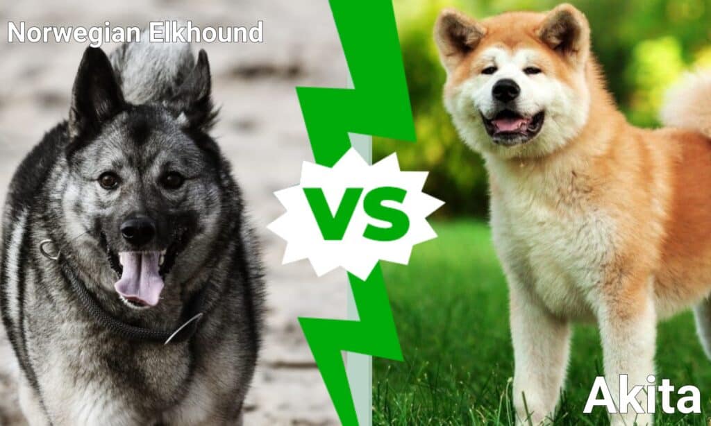 Norwegian Elkhound vs Akita