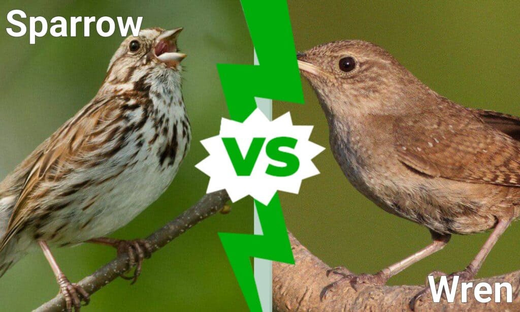 Sparrow Vs Wren Key Differences Explained Imp World