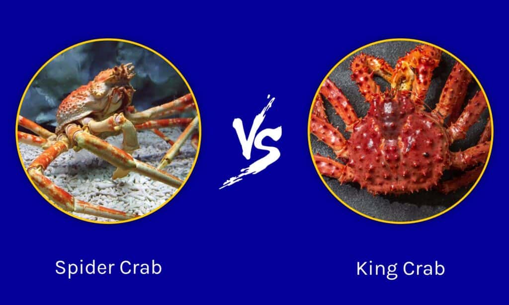 japanese spider crab size comparison