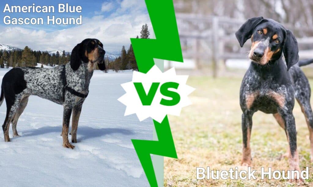 American Blue Gascon Hound vs Bluetick Hound