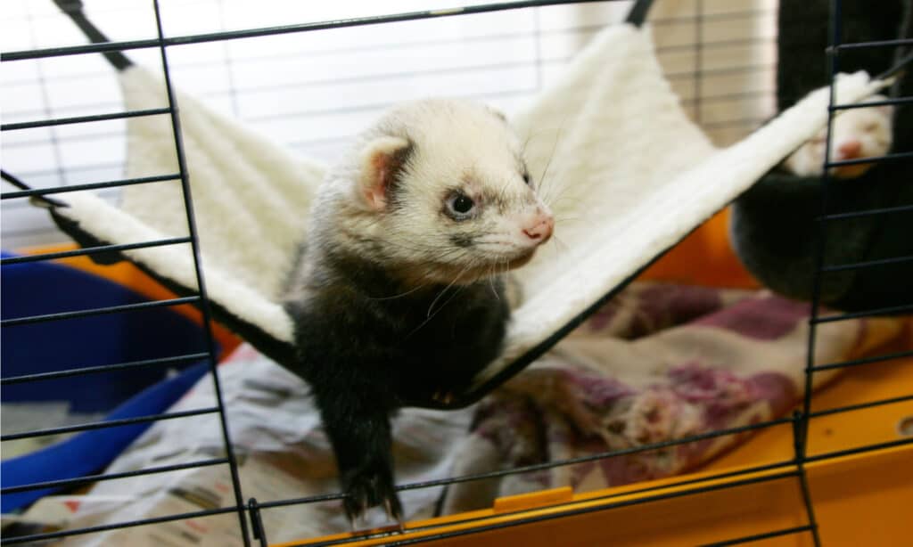 feisty ferret home