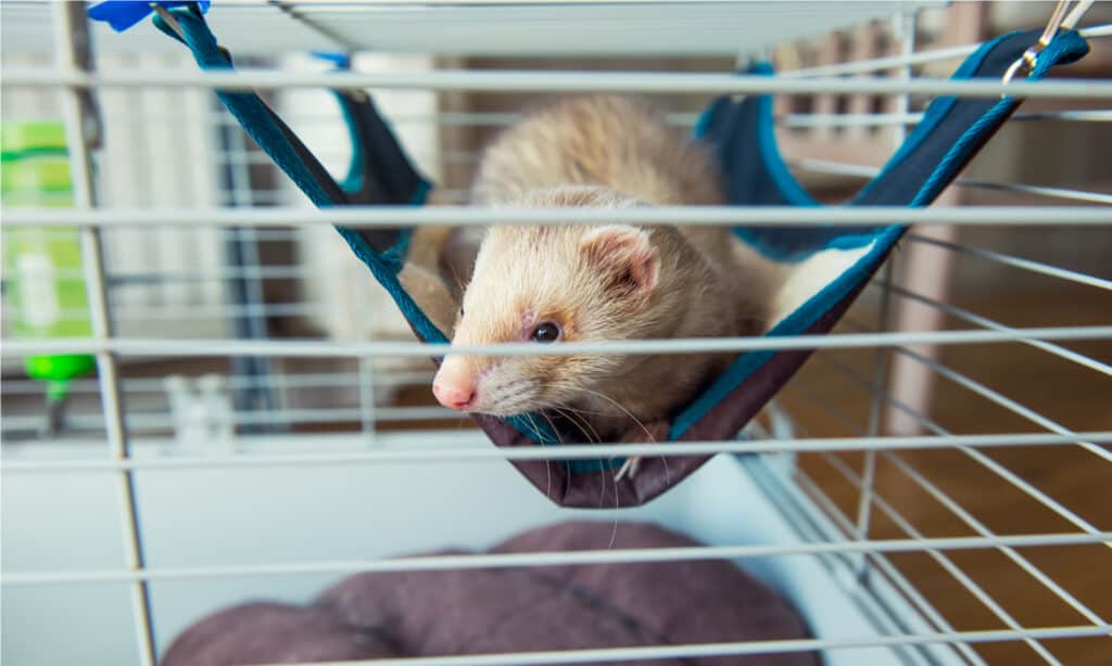 ferret cage