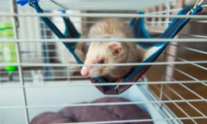 How to Choose The Best Ferret Cage Picture