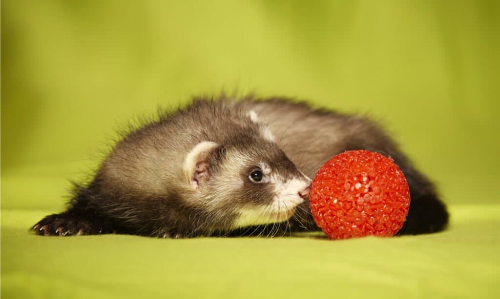 ferret toys