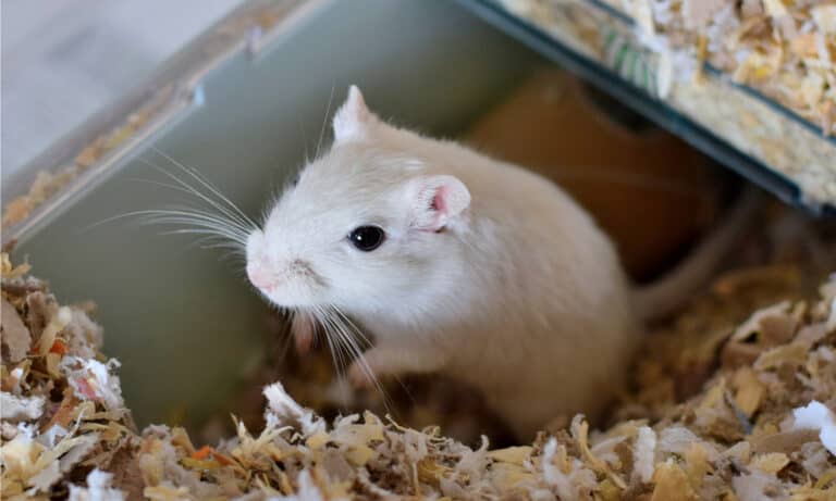 gerbil cage