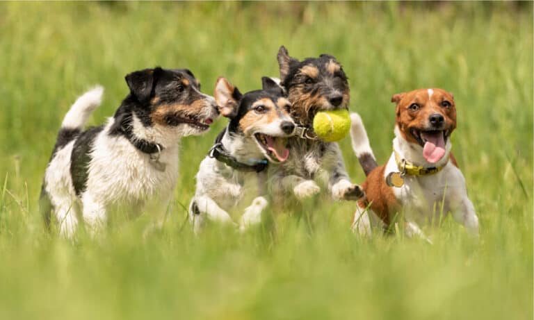 godoggo fetch machine
