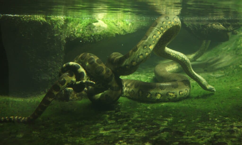 Зеленая анаконда под водой