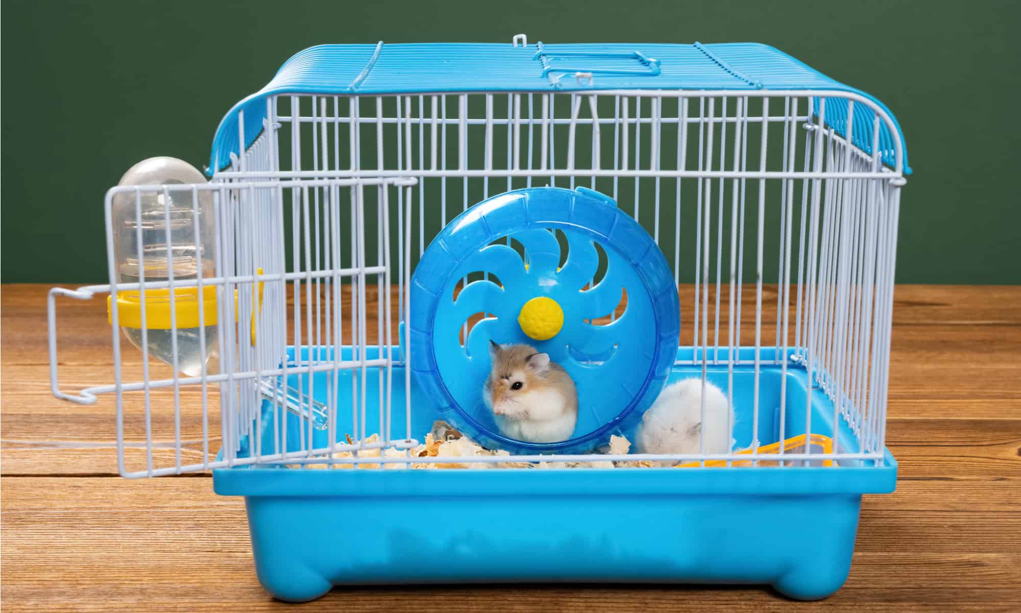 What Cage is Best for a Hamster? 
