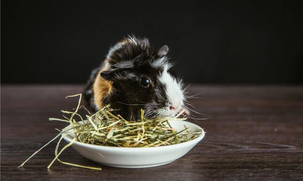 hay for guinea pigs