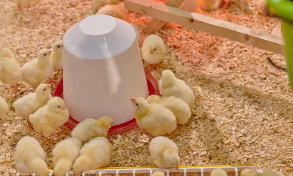 heated chicken waterer