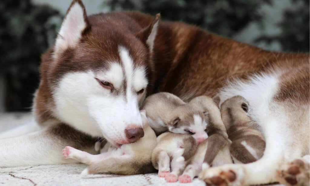 Husky mother with her litter of puppies.