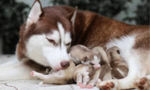 How Many Puppies Can a Dog Have? Understanding Canine Litters and Sizes Picture
