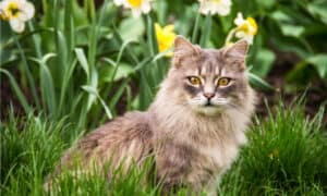 Beware of These 10 Flowers That Are Poisonous to Cats Picture
