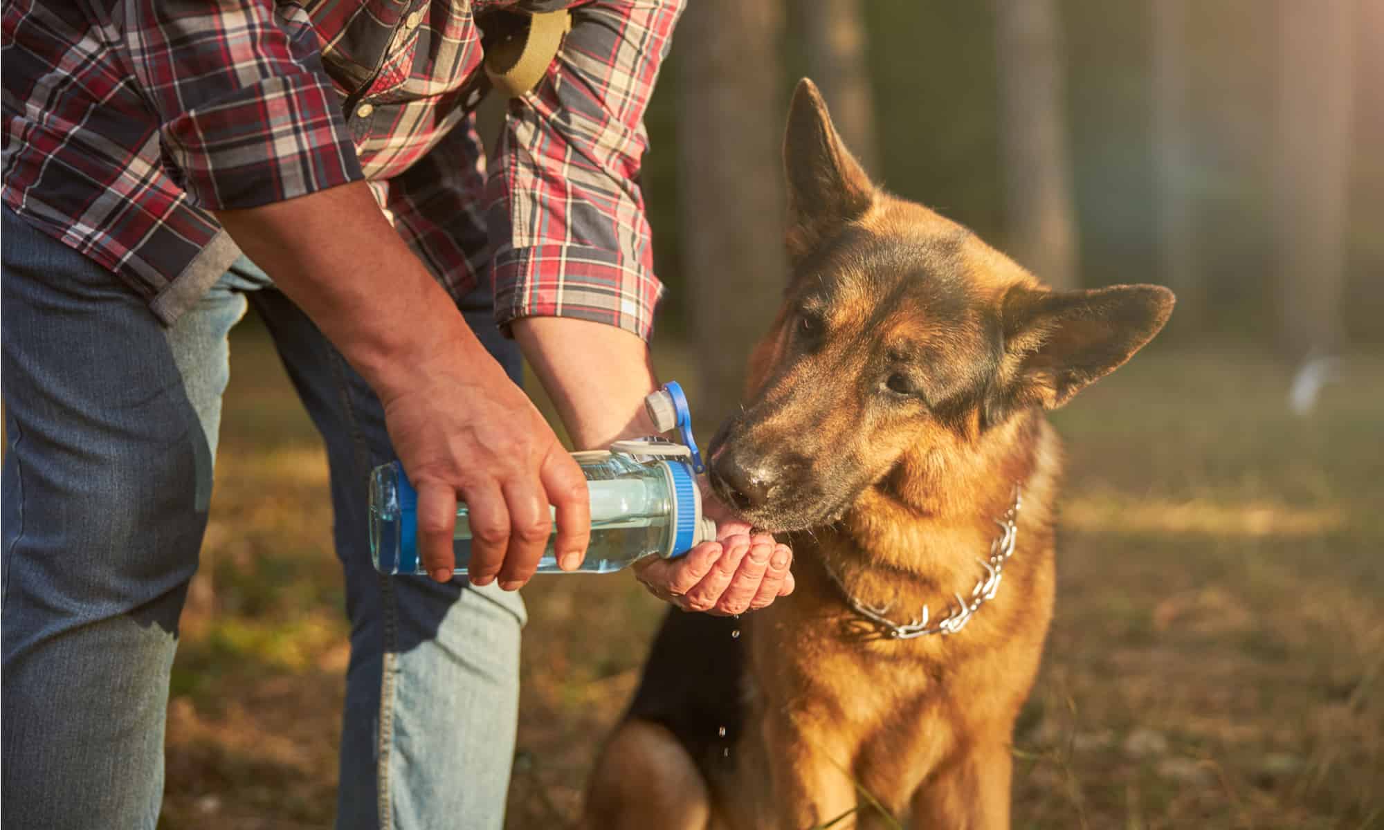 how much water should a dog drink