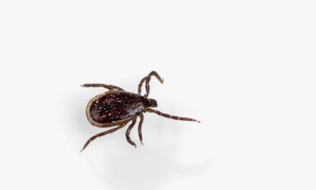 Winter tick