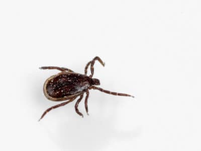 A Are Ticks Arachnids or Insects? How Ticks Differ From Spiders