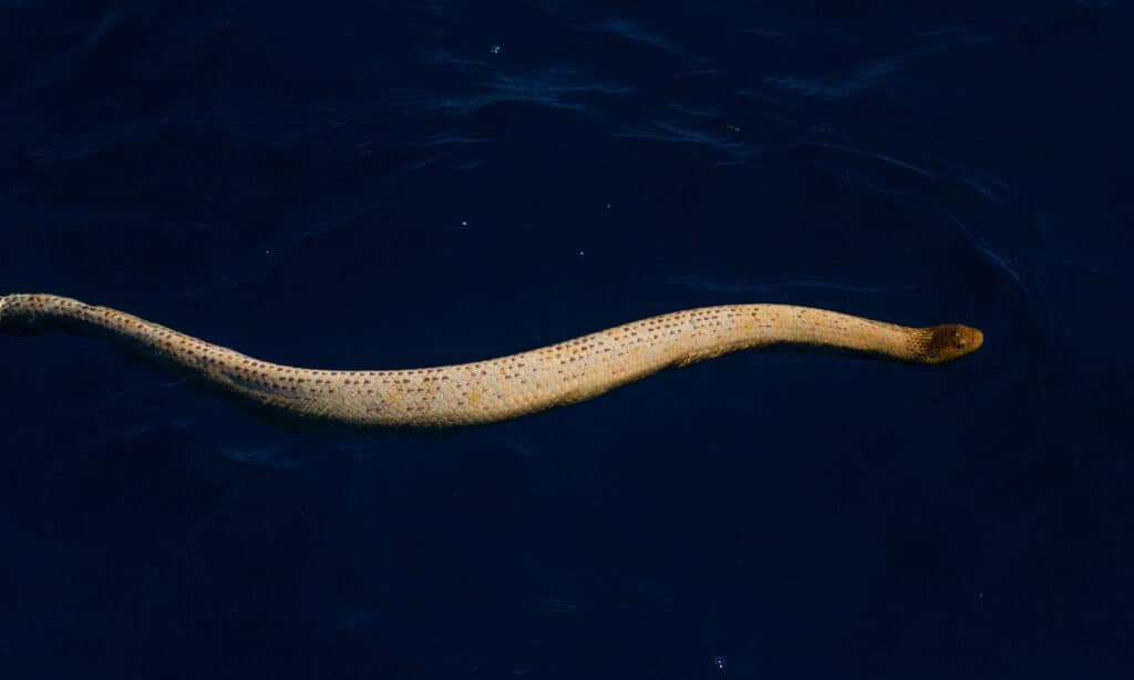 Olive Sea Snake