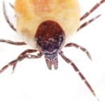 Groundhog tick