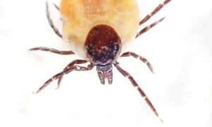The Complete Guide To All Types Of Ticks Picture