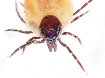 A The Complete Guide To All Types Of Ticks