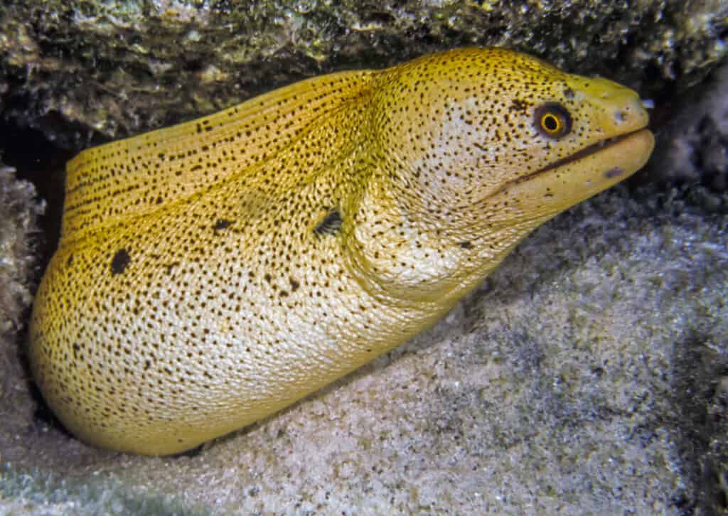 A banana eel on a coral reef