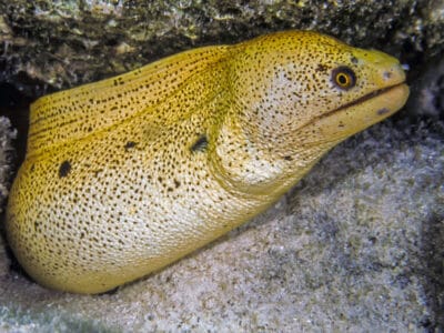 A Banana Eel