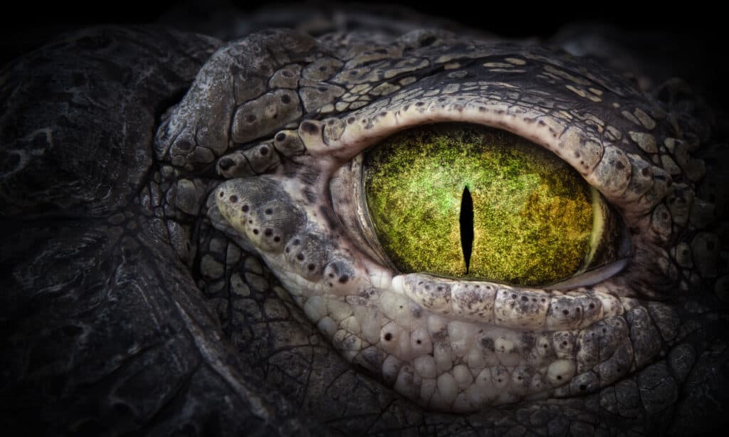 Crocodile eye