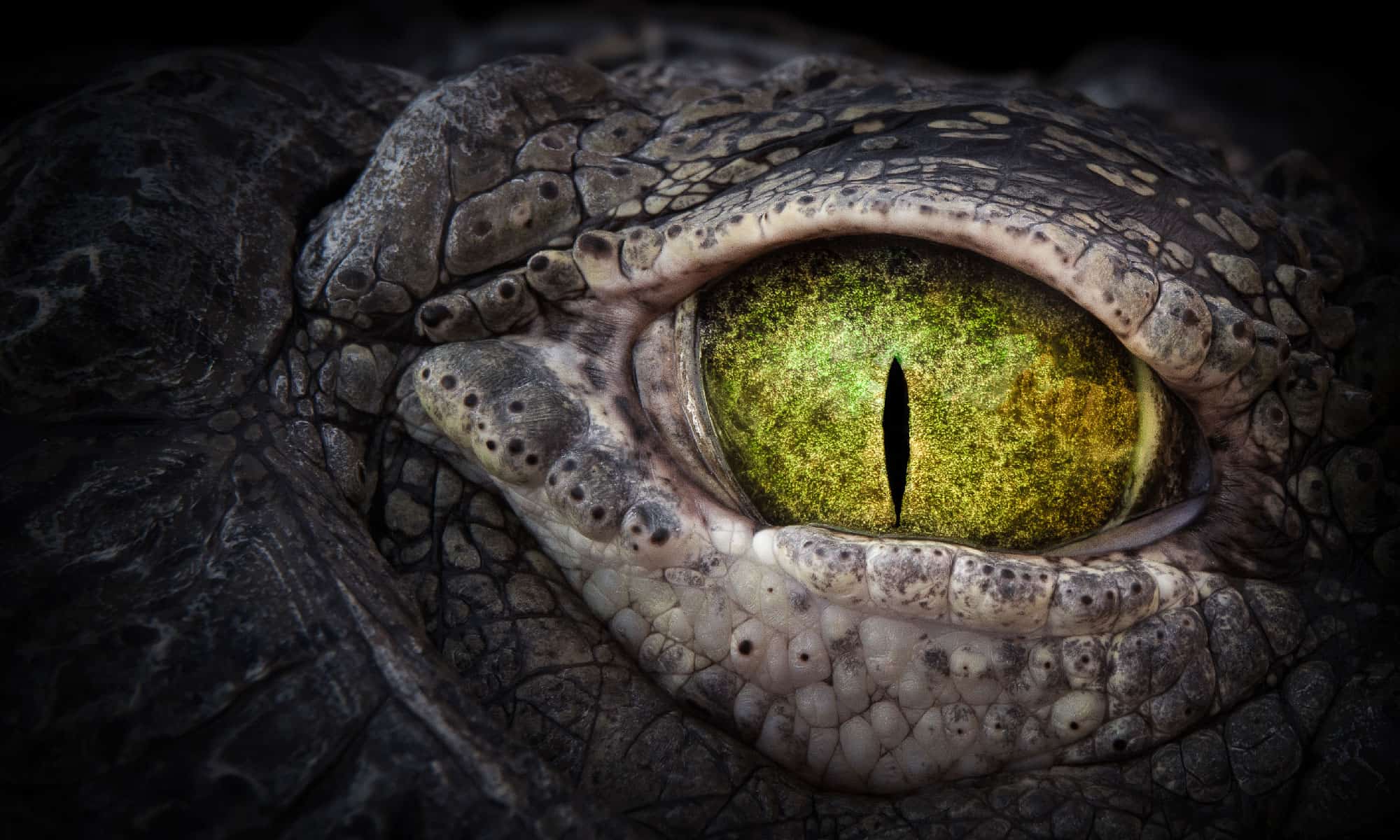Желтые глаза рептилии арты11