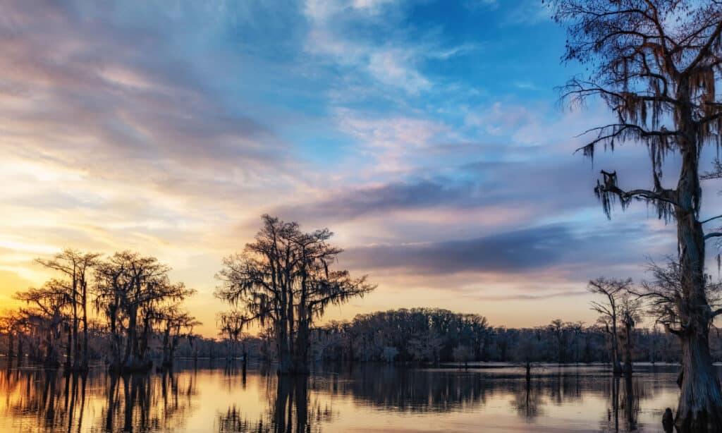 Caddo Lake Louisiana 